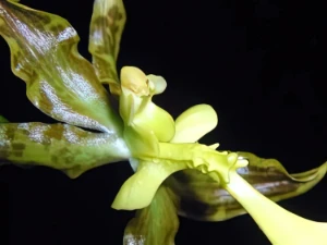 Bild von Oncidium tigrinum 6